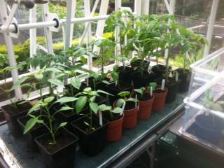 greenhouse crops